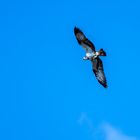 Seeadler mit Karpfen