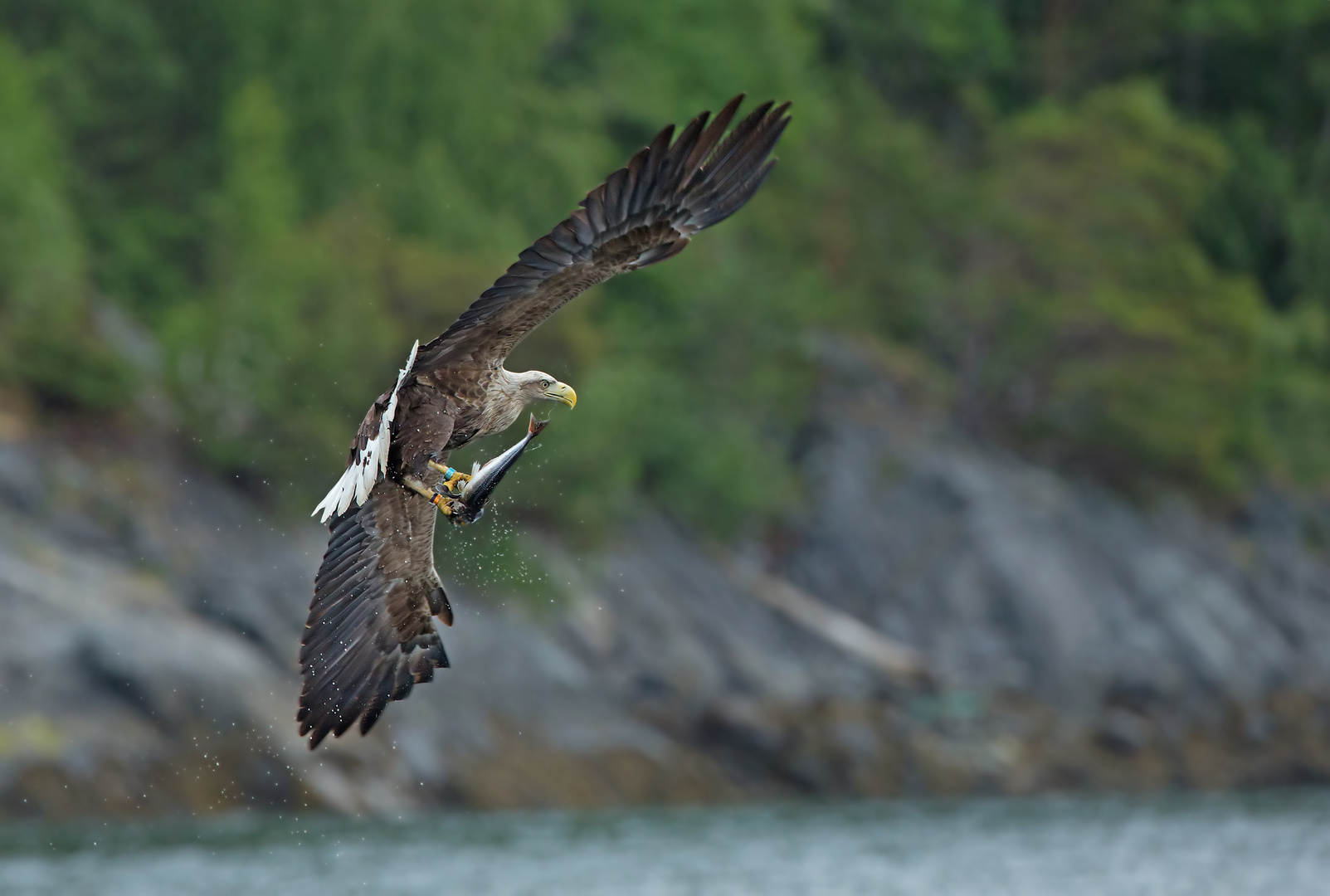 Seeadler mit Knurrhahn