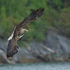 Seeadler mit Knurrhahn