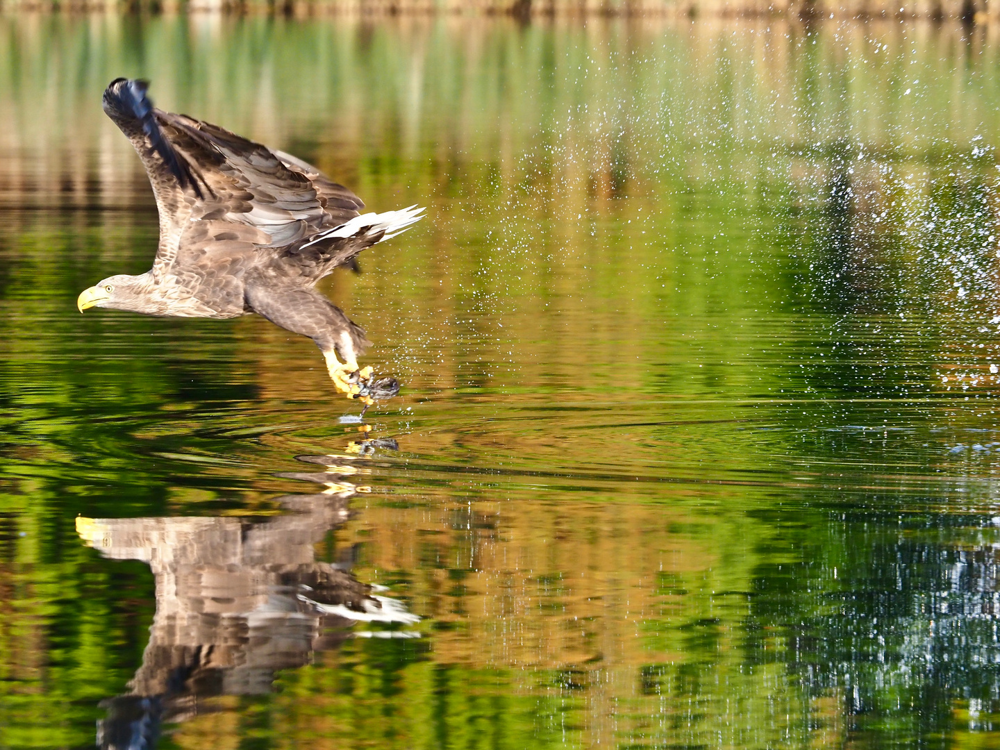 Seeadler mit Kometenschweif