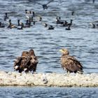 Seeadler mit Kormoranen