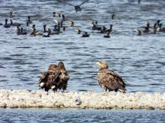 Seeadler mit Kormoranen