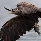 Seeadler mit Leckerli