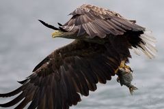 Seeadler mit Leckerli