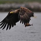 Seeadler mit Makrele