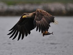 Seeadler mit Makrele