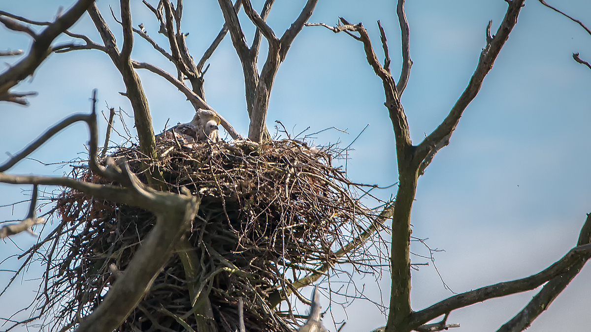 Seeadler mit Nachwuchs