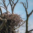 Seeadler mit Nachwuchs