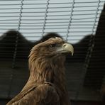 seeadler mit original-volierengitter