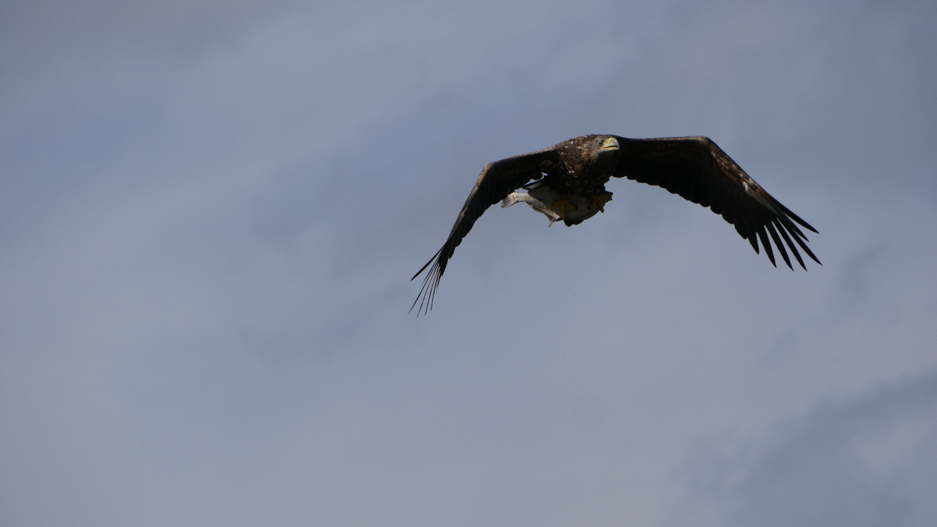 Seeadler mit Plattfisch