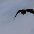 Seeadler mit Plattfisch