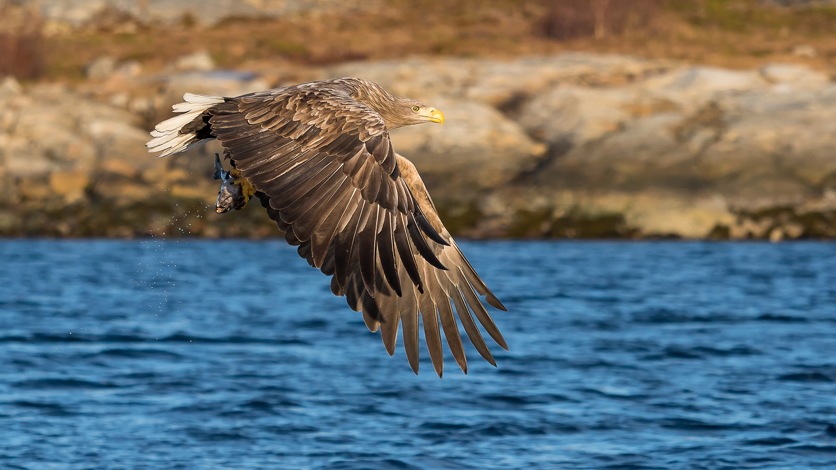 Seeadler mit seiner Beute, ...