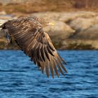 Seeadler mit seiner Beute, ...