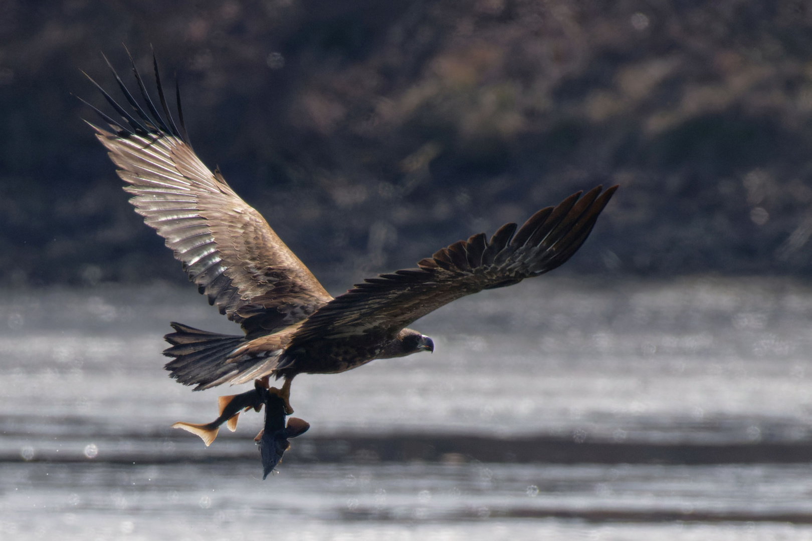 Seeadler mit Stör