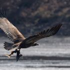 Seeadler mit Stör