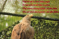 Seeadler mit Text