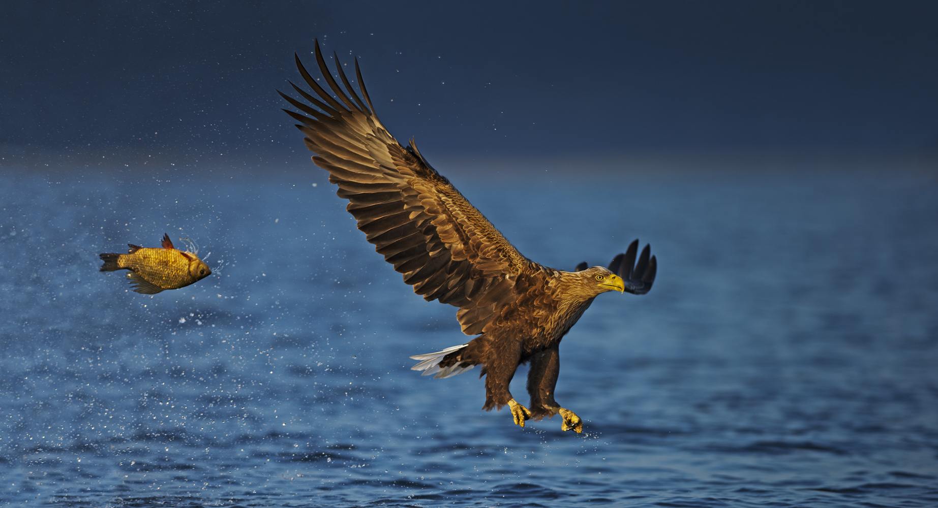 Seeadler mit verlorener Karausche