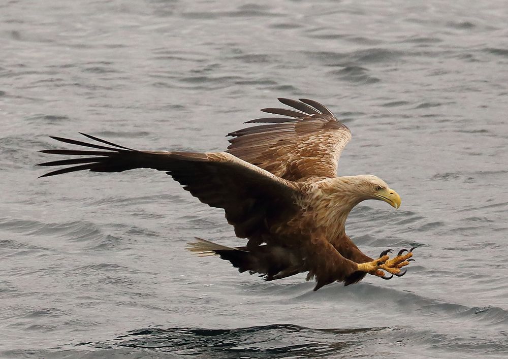 Seeadler mit Vollbremse