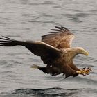 Seeadler mit Vollbremse