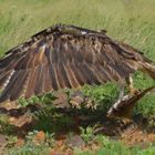 Seeadler mit vollem Flügelschwung