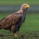 ,, Seeadler mit Weitblick "