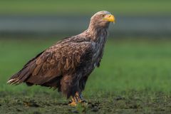 ,, Seeadler mit Weitblick "