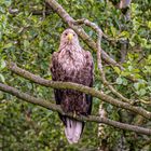 Seeadler (Moorochse) 