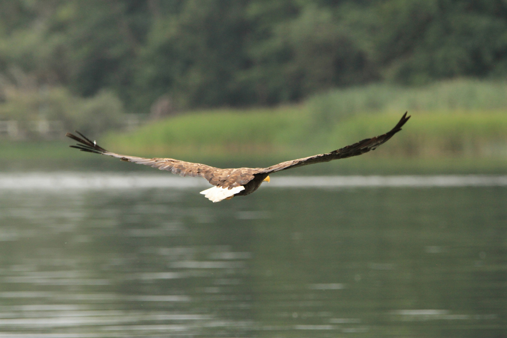 Seeadler MV