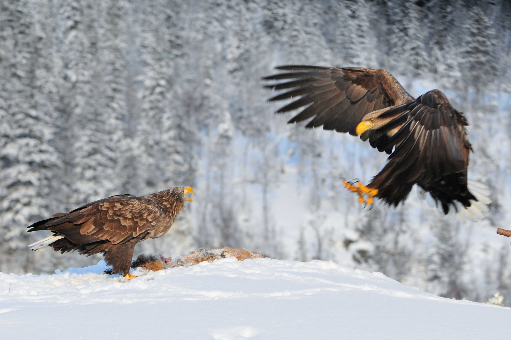 Seeadler: Na endlich, wo bleibst Du denn ?