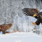 Seeadler: Na endlich, wo bleibst Du denn ?