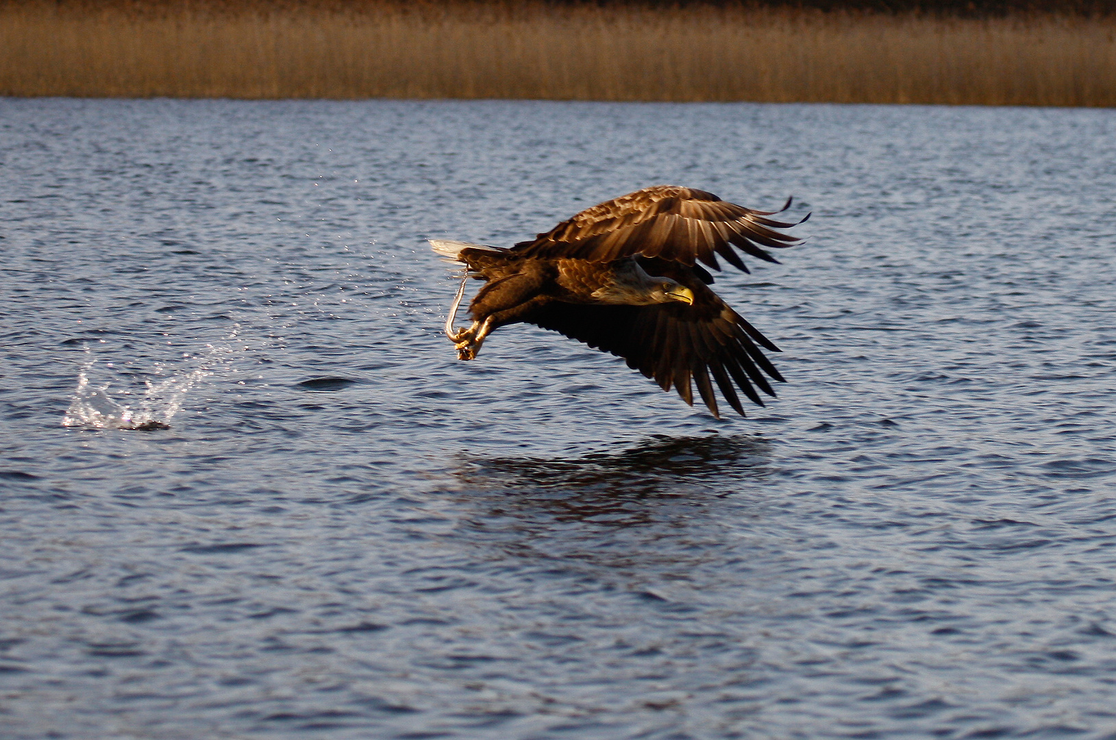 Seeadler nach Beutegriff