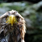 Seeadler nach dem Bad