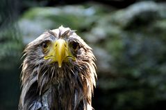 Seeadler nach dem Bad