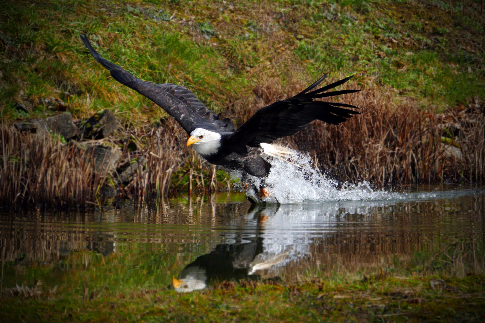 Seeadler nach dem Beutefang