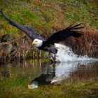 Seeadler nach dem Beutefang