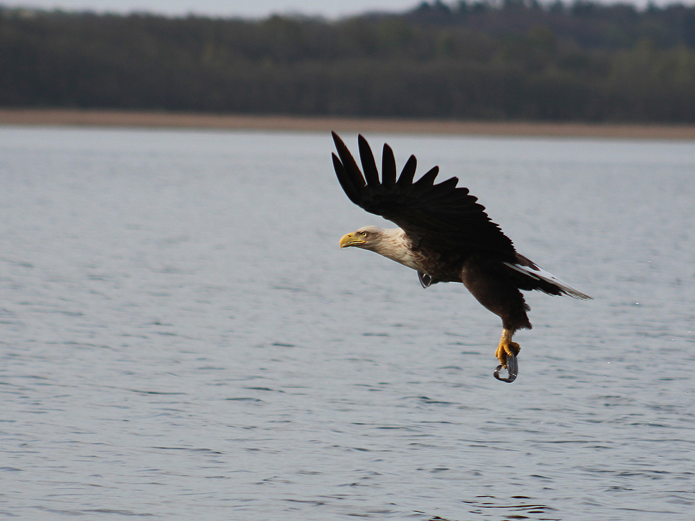 Seeadler nach dem Fischen.