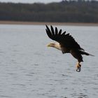 Seeadler nach dem Fischen.