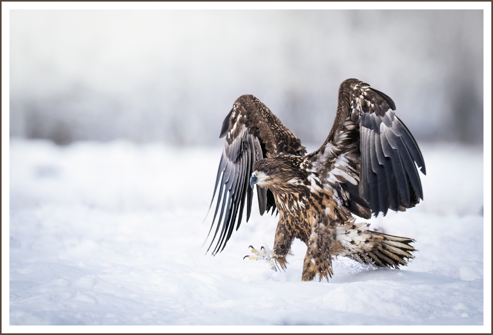 Seeadler nach Landung