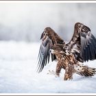 Seeadler nach Landung