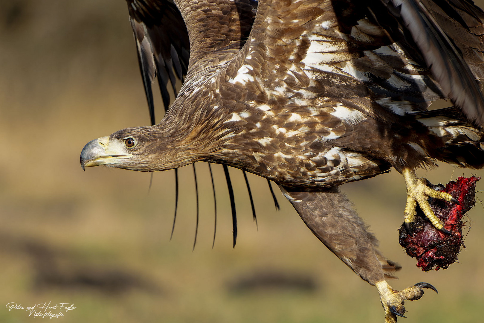 Seeadler Nahaufnahme