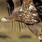 Seeadler Nahaufnahme