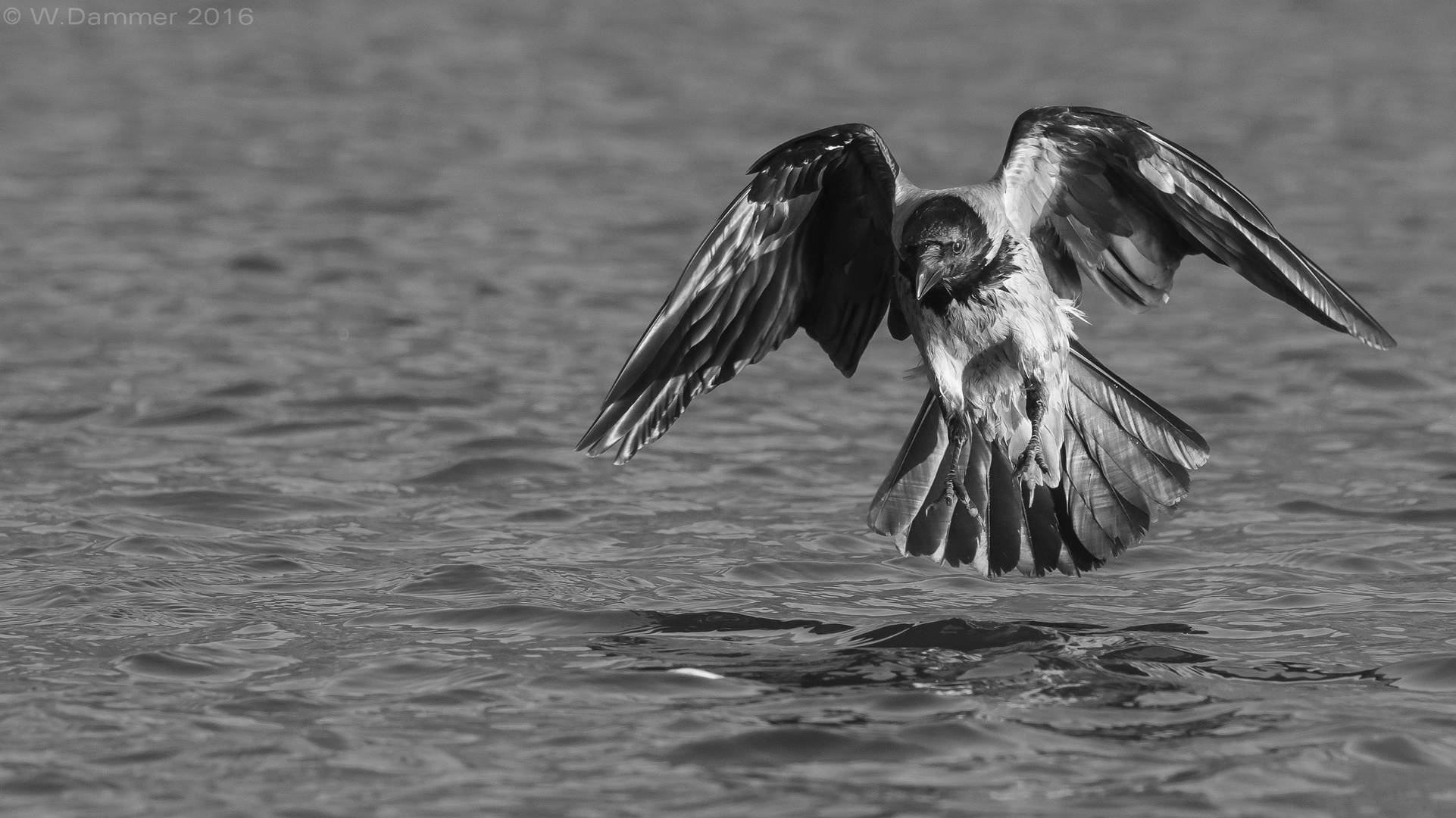 Seeadler-NebelKrähe 1