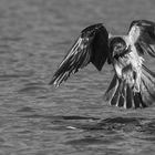 Seeadler-NebelKrähe 1