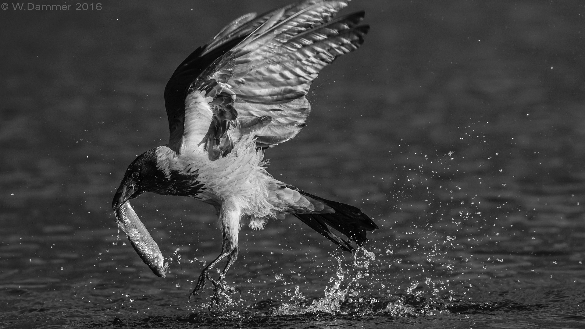 Seeadler-NebelKrähe