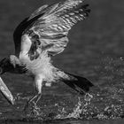 Seeadler-NebelKrähe