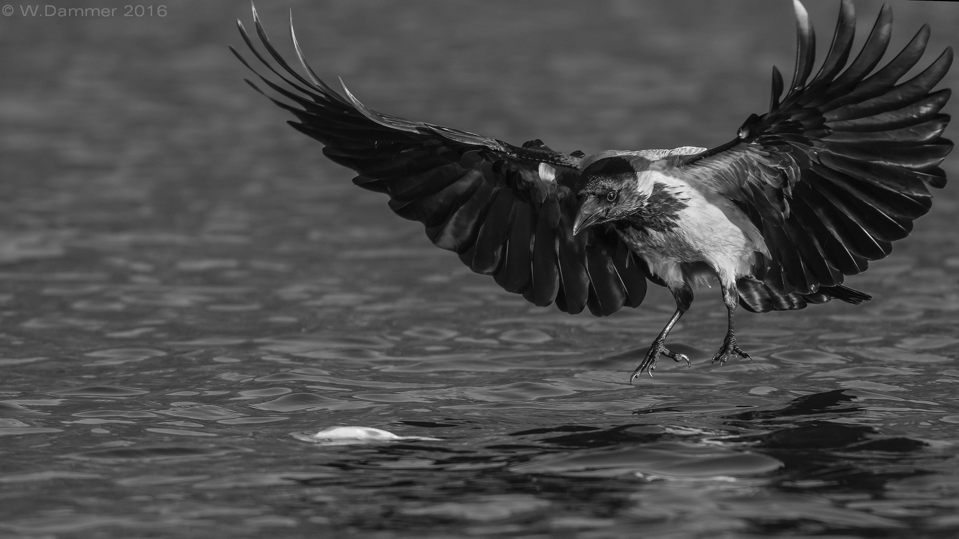 Seeadler-NebelKrähe 2