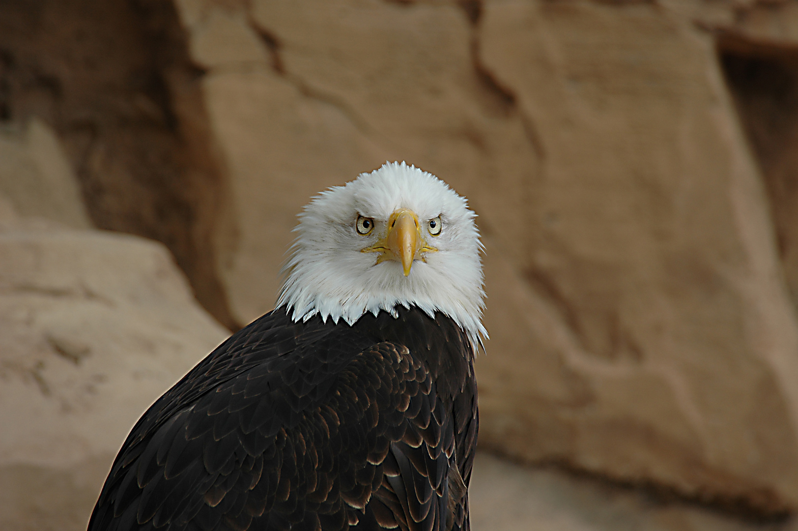 Seeadler Neu bearbeitet