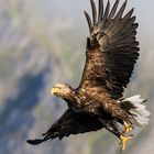 Seeadler, Norwegen