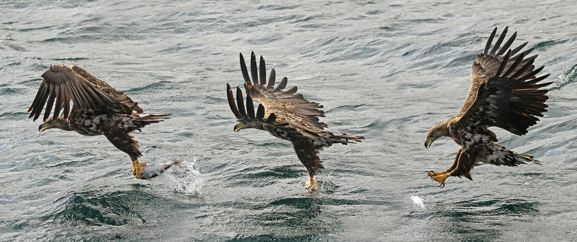 Seeadler Norwegen