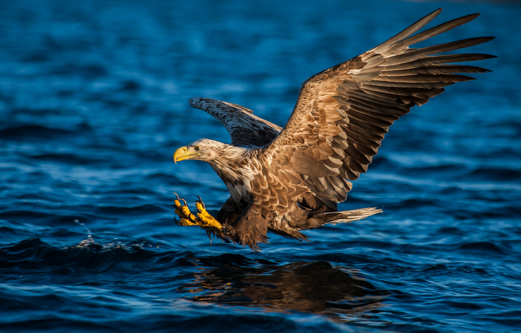 Seeadler, Norwegen